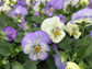 Purple and White Viola Flowers - Live Plant in a 4 Inch Growers Pot - Finished Plants Ready for The Patio and Garden