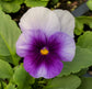Purple and White Viola Flowers - Live Plant in a 4 Inch Growers Pot - Finished Plants Ready for The Patio and Garden