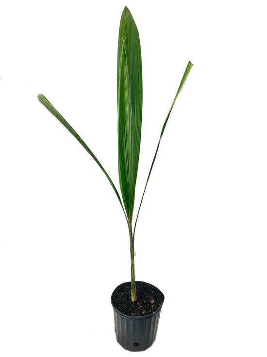 Queen Palm - Live Plant in an 10 Inch Growers Pot - 3 to 4 Feet Tall - Arecastrum Romanzoffianum - Handsome and Sturdy Evergreen Palm