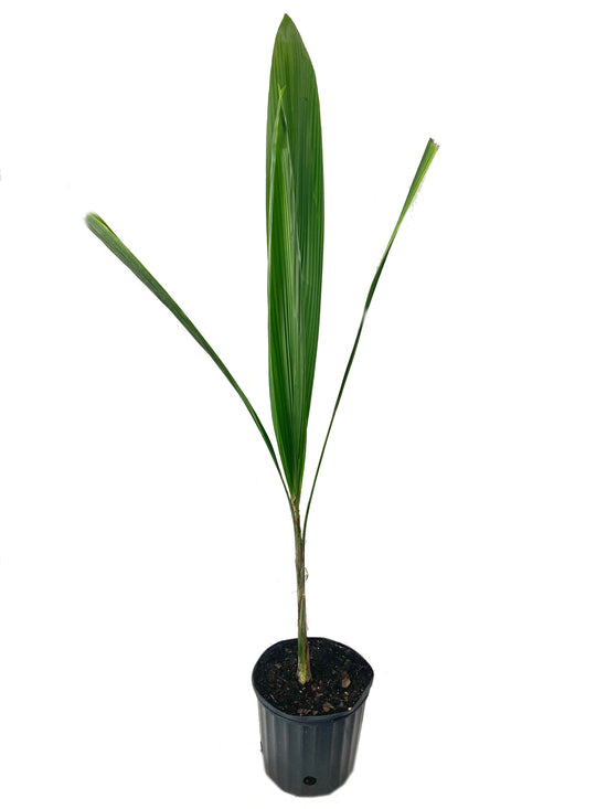 Queen Palm - Live Plant in an 10 Inch Growers Pot - 3 to 4 Feet Tall - Syagrus Romanzoffiana - Handsome and Sturdy Evergreen Palm