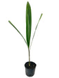 Queen Palm - Live Plant in an 10 Inch Growers Pot - 3 to 4 Feet Tall - Syagrus Romanzoffiana - Handsome and Sturdy Evergreen Palm