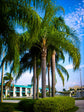 Queen Palm - Live Plant in an 10 Inch Growers Pot - 3 to 4 Feet Tall - Syagrus Romanzoffiana - Handsome and Sturdy Evergreen Palm