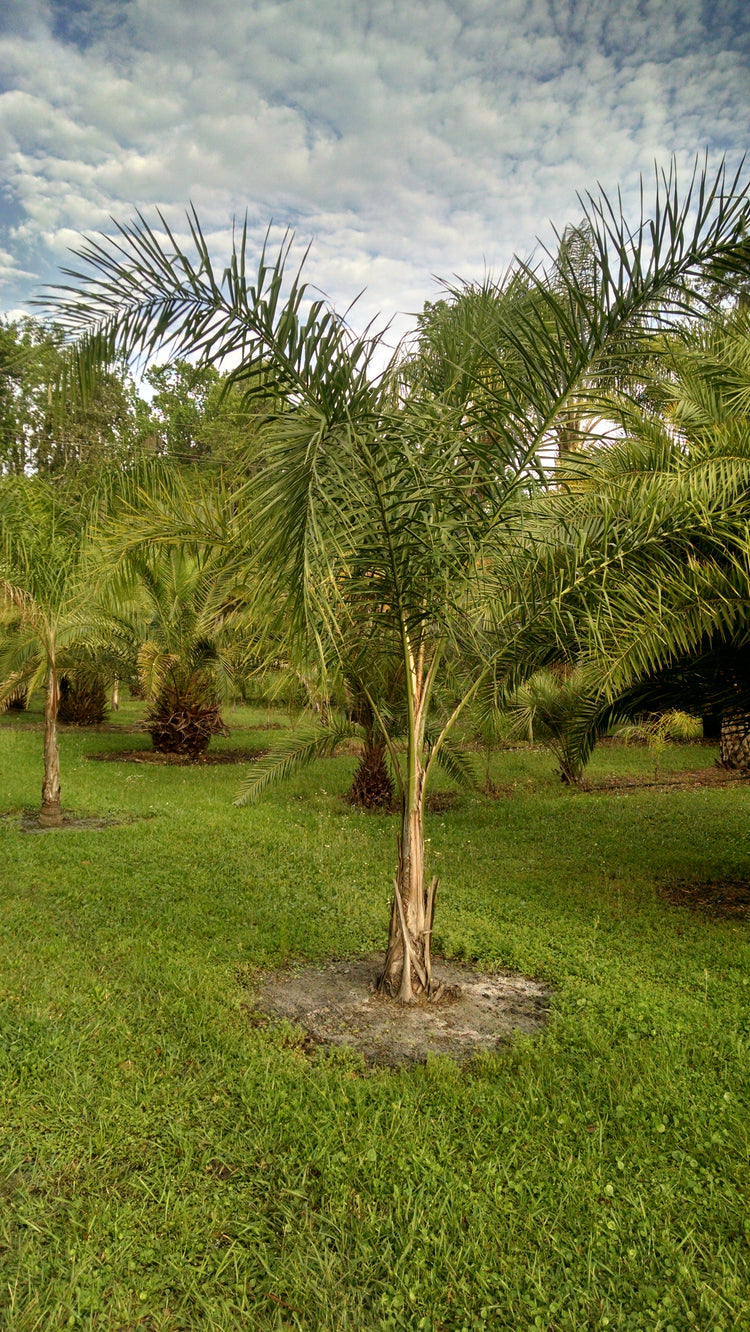 queen palm plants Queen Palm - Live Plant in an 10 Inch Growers Pot - 3 to 4 Feet Tall