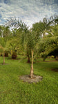 Queen Palm - Live Plant in an 10 Inch Growers Pot - 3 to 4 Feet Tall - Syagrus Romanzoffiana - Handsome and Sturdy Evergreen Palm