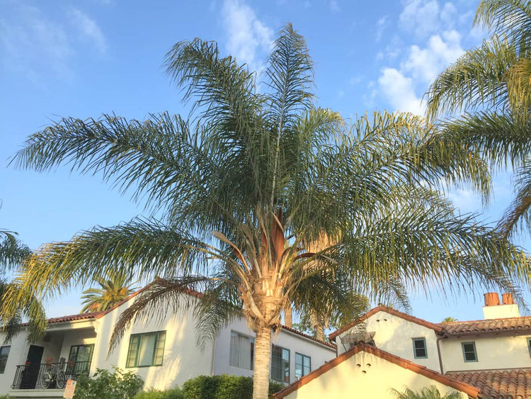 queen palm in planter Queen Palm - Live Plant in an 10 Inch Growers Pot - 3 to 4 Feet Tall