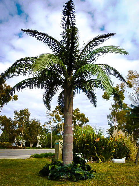 evergreen palm plants Queen Palm - Live Plant in an 10 Inch Growers Pot - 3 to 4 Feet Tall - Syagrus Romanzoffiana