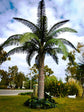 Queen Palm - Live Plant in an 10 Inch Growers Pot - 3 to 4 Feet Tall - Syagrus Romanzoffiana - Handsome and Sturdy Evergreen Palm