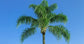 Queen Palm - Live Plant in an 10 Inch Growers Pot - 3 to 4 Feet Tall - Syagrus Romanzoffiana - Handsome and Sturdy Evergreen Palm