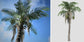 Queen Palm - Live Plant in an 10 Inch Growers Pot - 3 to 4 Feet Tall - Syagrus Romanzoffiana - Handsome and Sturdy Evergreen Palm