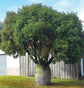Queensland Bottle Tree - Live Plant in a 3 Gallon Growers Pot - Brachychiton Rupestris - Rare Ornamental Trees of The World