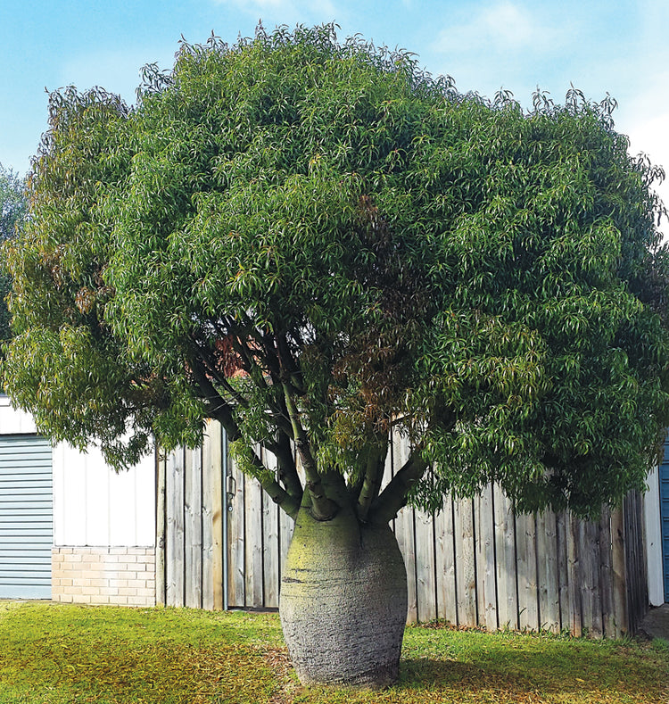Queensland Bottle Tree - Live Plant in A 3 Gallon Growers Pot - Brachychiton Rupestris - Rare Ornamental Trees of The World