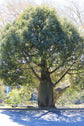 Queensland Bottle Tree - Live Plant in a 3 Gallon Growers Pot - Brachychiton Rupestris - Rare Ornamental Trees of The World