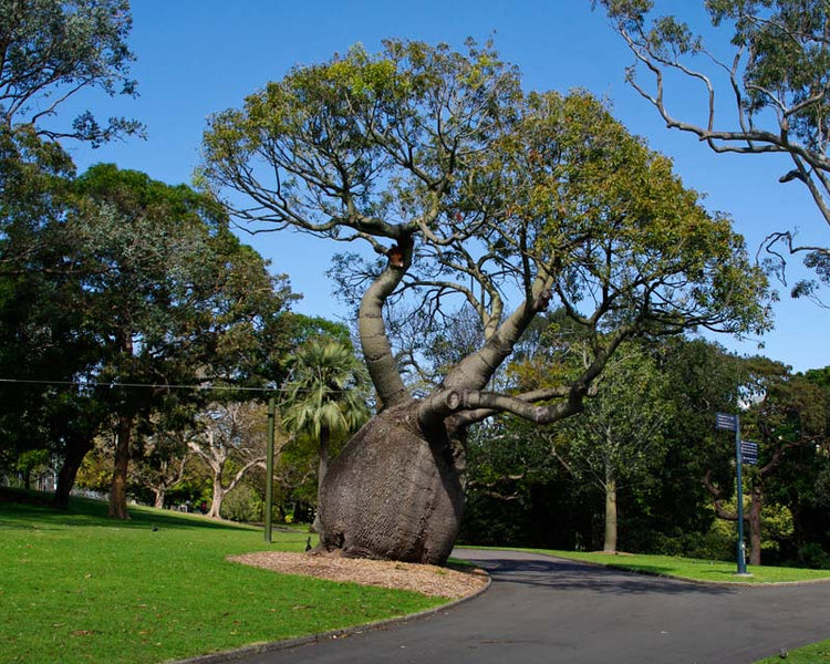 Queensland Bottle Tree - Live Plant in A 3 Gallon Growers Pot - Brachychiton Rupestris - Rare Ornamental Trees of The World