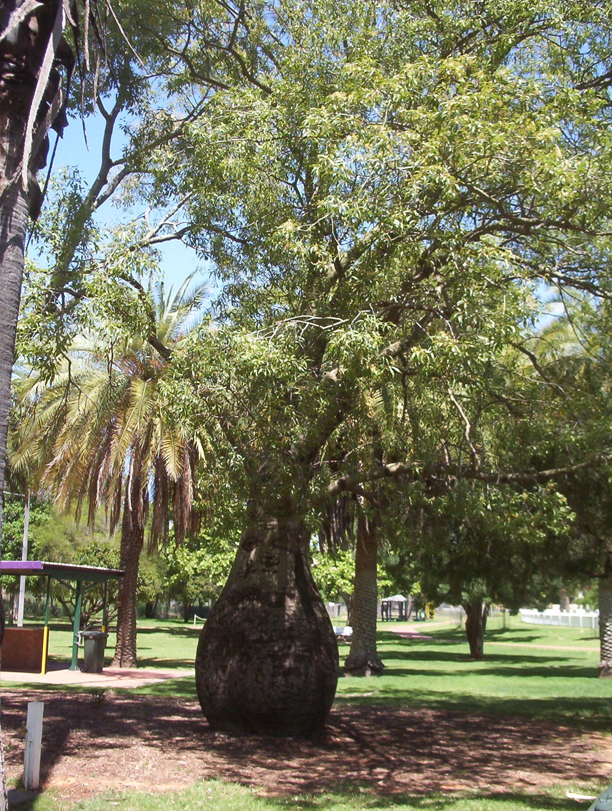 Brachychiton Rupestris, Queensland Bottle Tree – Plant Material