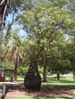 Queensland Bottle Tree - Live Plant in a 3 Gallon Growers Pot - Brachychiton Rupestris - Rare Ornamental Trees of The World