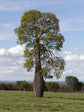 Queensland Bottle Tree - Live Plant in a 3 Gallon Growers Pot - Brachychiton Rupestris - Rare Ornamental Trees of The World