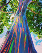Rainbow Eucalyptus Tree - Live Plant in a 3 Inch Growers Pot - 1-2 ft tall - Eucalyptus Deglupta - Extremely Rare Colorgul Ornamental Tree from Florida