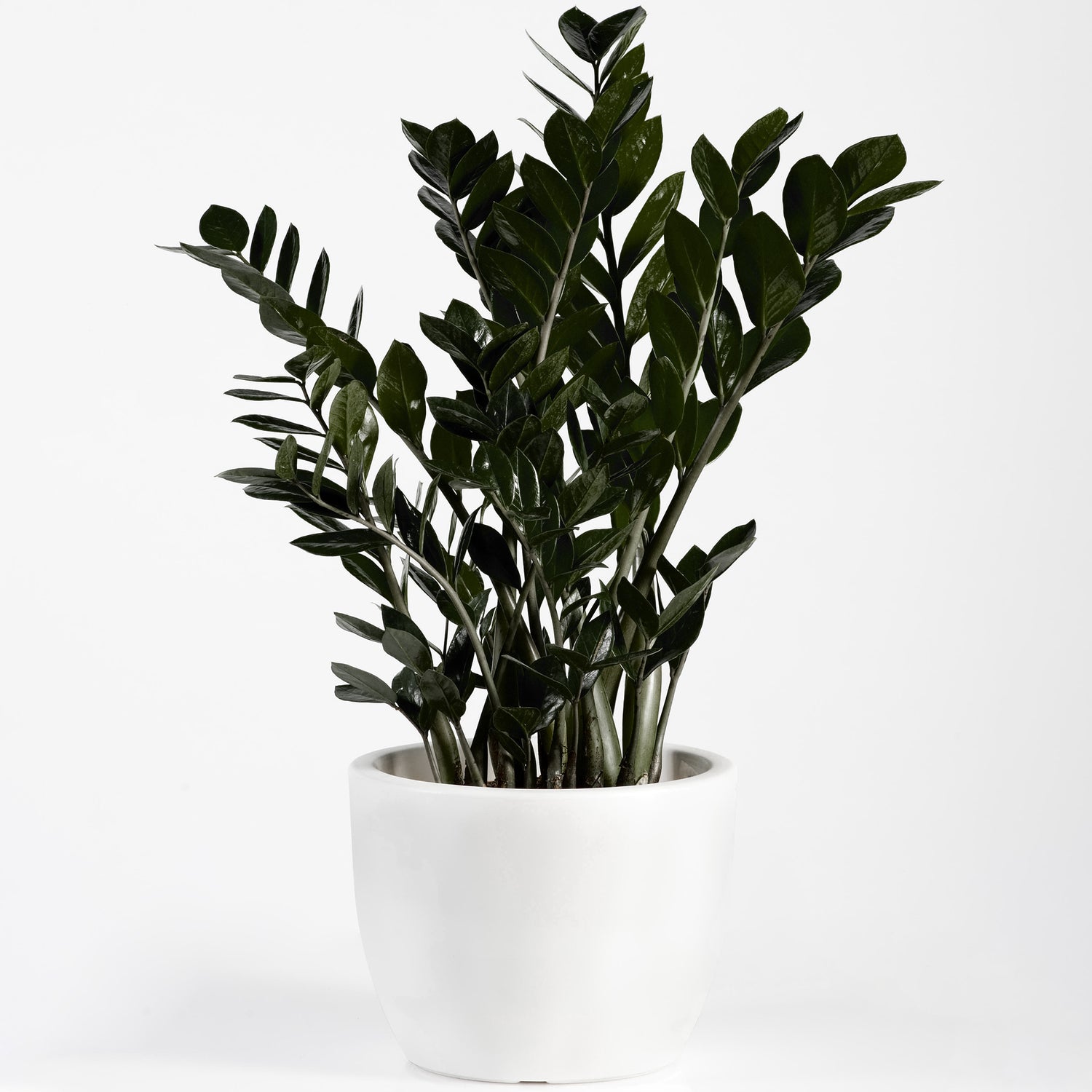 rare zz plant zamioculcas zamiifolia Rare Black ZZ Plant - Live Plant in a 6 Inch Pot