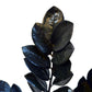 Rare Black ZZ Plant - Live Plant in a 6 Inch Pot - Zamioculcas Zamiifolia - Extremely Rare Air Purifying Indoor Plant