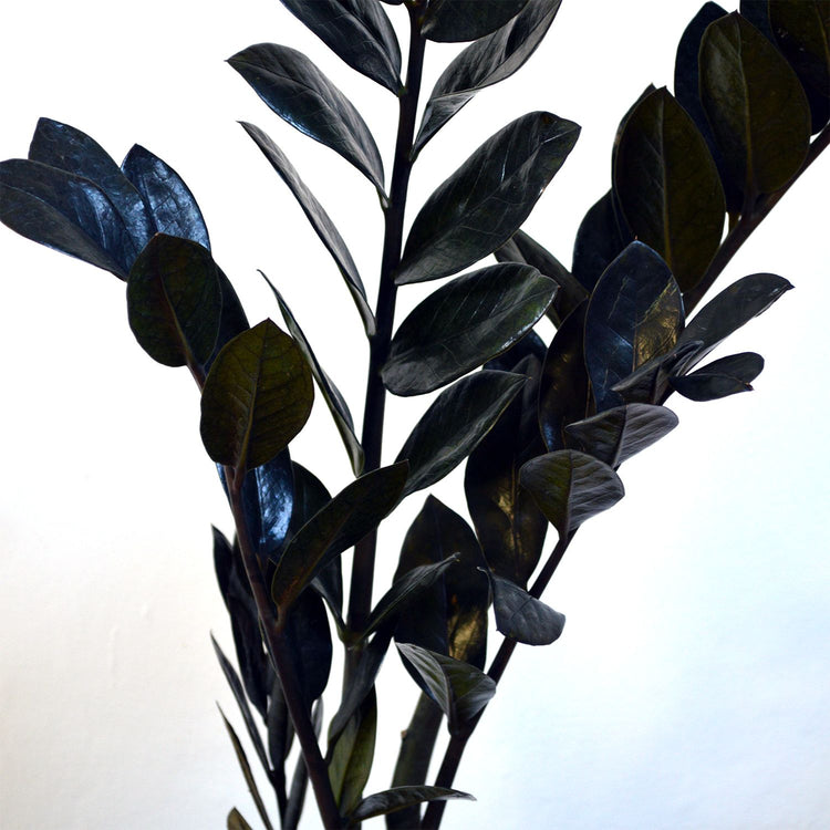 rare zz plant Rare Black ZZ Plant - Live Plant in a 6 Inch Pot