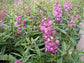 Raspberry Angelonia - Live Plant in a 4 inch Pot - Beautiful Flowering Annuals for Gardens and Patios - Butterfly and Hummingbird Attractor