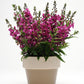 Raspberry Angelonia - Live Plant in a 4 inch Pot - Beautiful Flowering Annuals for Gardens and Patios - Butterfly and Hummingbird Attractor