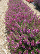 Raspberry Angelonia - Live Plant in a 4 inch Pot - Beautiful Flowering Annuals for Gardens and Patios - Butterfly and Hummingbird Attractor