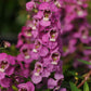 Raspberry Angelonia - Live Plant in a 4 inch Pot - Beautiful Flowering Annuals for Gardens and Patios - Butterfly and Hummingbird Attractor