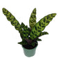 Rattlesnake Calathea - Live Plant in a 4 Inch Pot - Calathea Lancifolia - Beautiful Air Purifying Indoor Houseplant