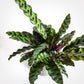 Rattlesnake Calathea - Live Plant in a 4 Inch Pot - Calathea Lancifolia - Beautiful Air Purifying Indoor Houseplant
