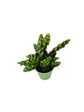 Calathea Indoor Houseplant Multi-Pack - 3 Live Plants in 4 Inch Pots - Growers Choice Based on Health, Beauty and Season - Beautiful Easy to Grow Air Purifying Indoor Plants