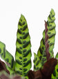 Rattlesnake Calathea - Live Plant in a 6 Inch Pot - Calathea Lancifolia - Beautiful Easy to Grow Air Purifying Indoor Plant