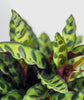 Rattlesnake Calathea - Live Plant in a 6 Inch Pot - Calathea Lancifolia - Beautiful Easy to Grow Air Purifying Indoor Plant