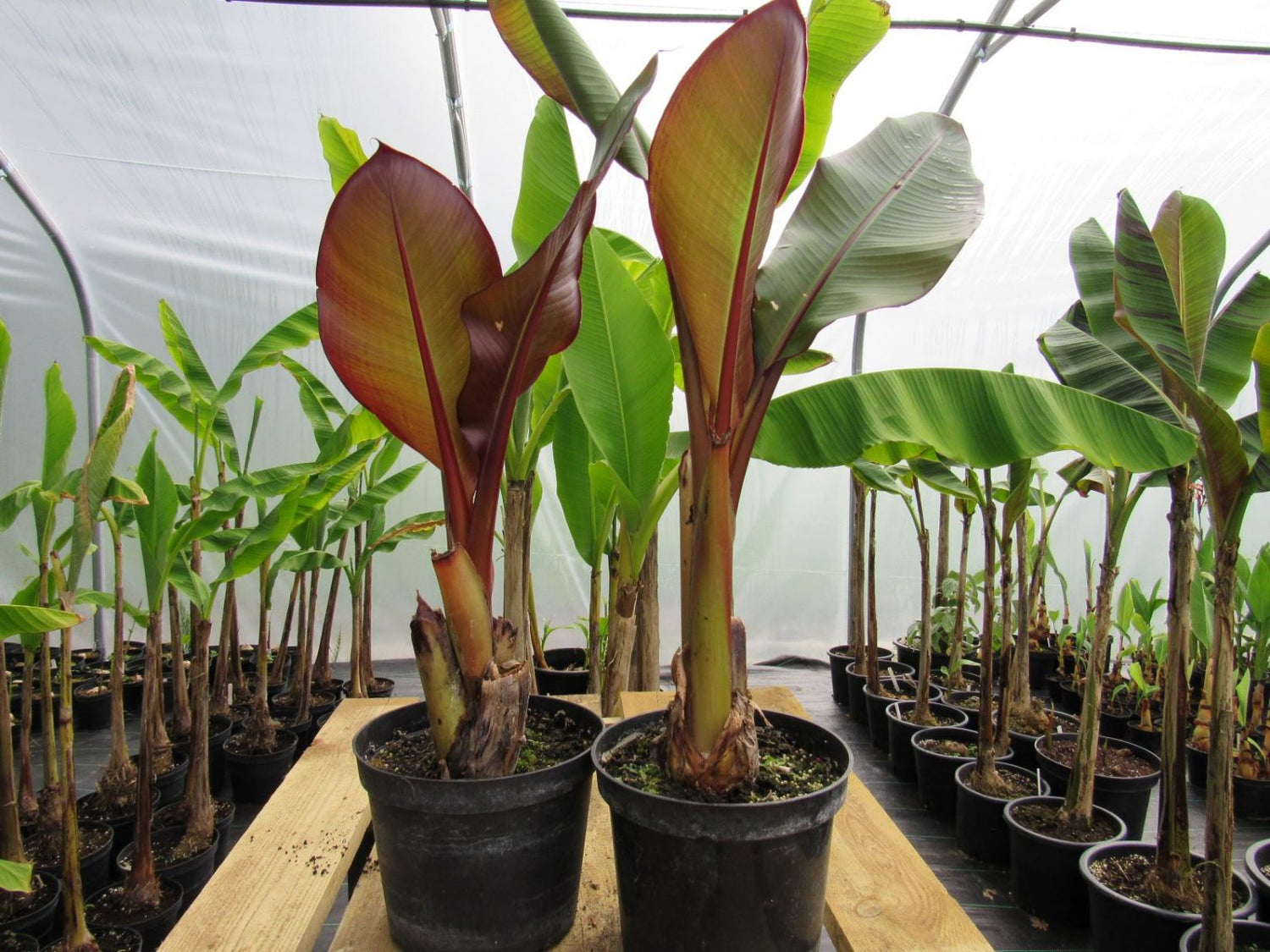 potted red banana plant Red Banana Tree - Live Tree in a 3 Gallon Pot