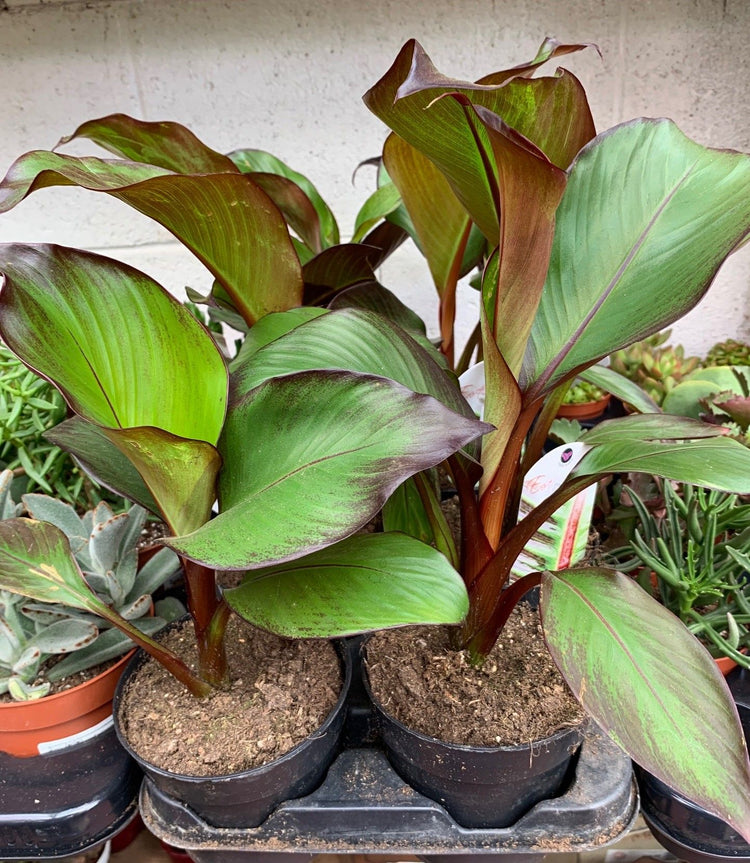 indoor red banana plant Red Banana Tree - Live Tree in a 3 Gallon Pot