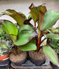 Red Banana Tree - Live Tree in a 3 Gallon Pot - Ensete Ventricosum &