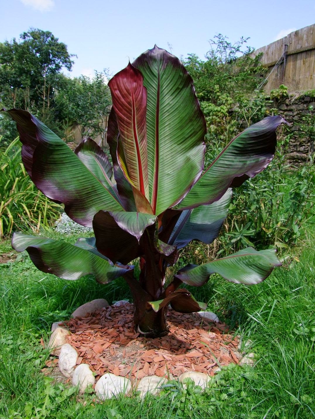 indoor red banana plant Red Banana Tree - Live Tree in a 3 Gallon Pot - Ensete Ventricosum 'Maurelii' - 2 to 3 Feet Tall