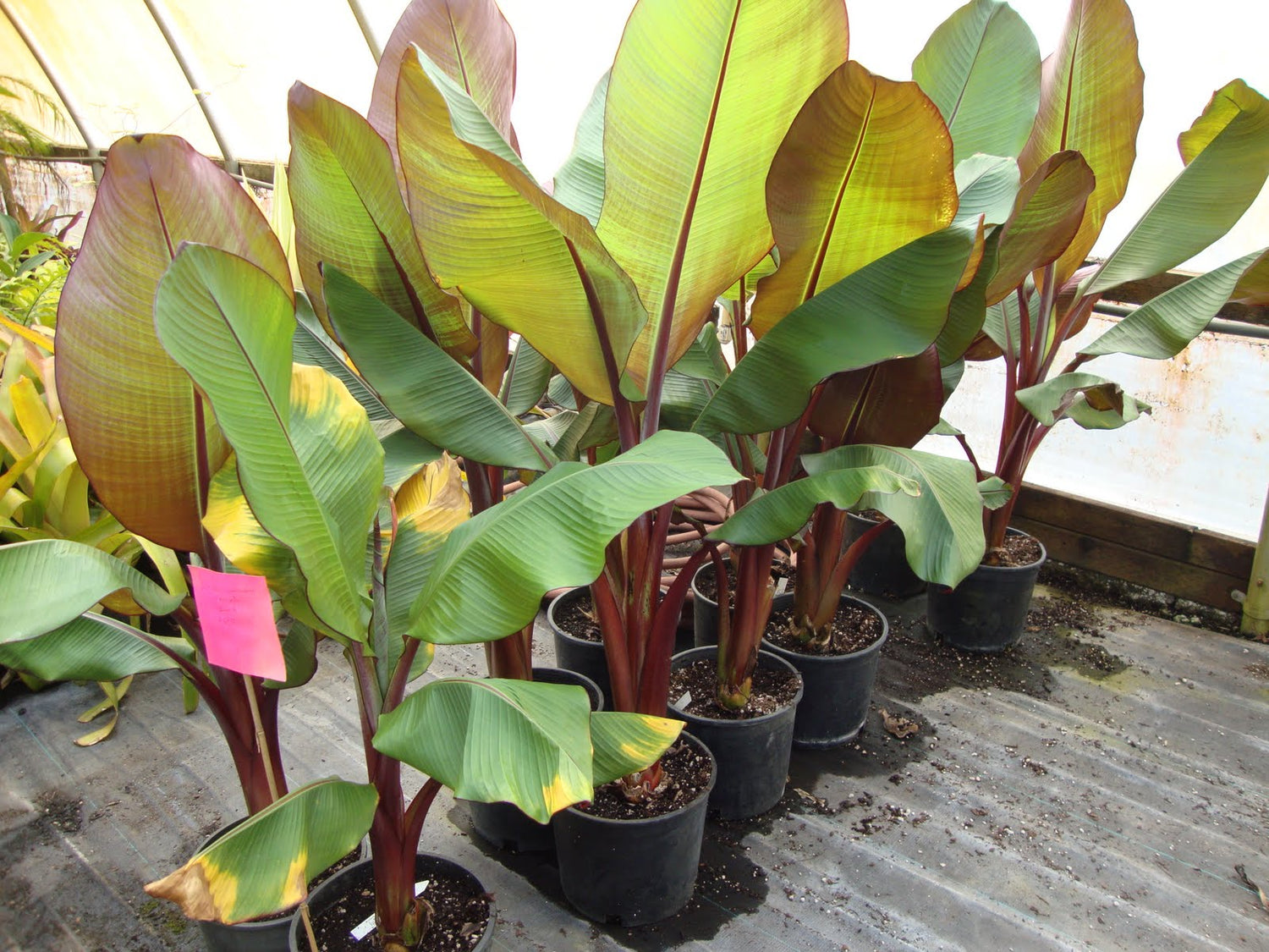red banana leaf plant indoor Red Banana Tree - Live Tree in a 3 Gallon Pot
