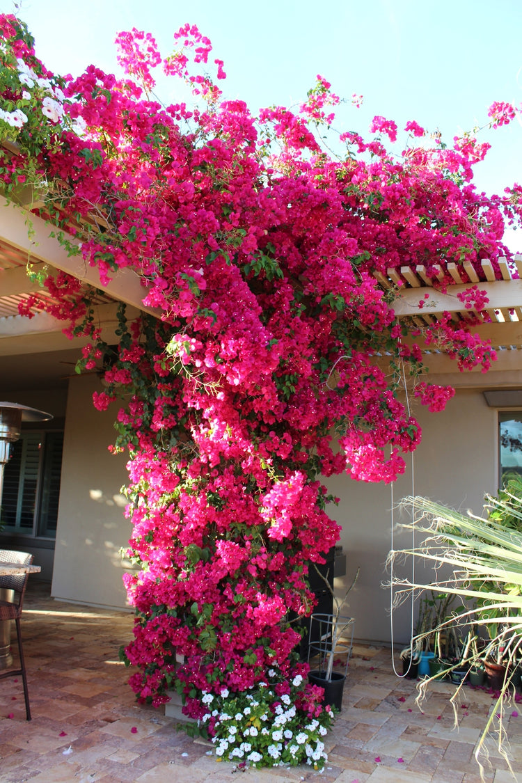 bougainvillea plant trellis Red Bougainvillea with Trellis - Live Plant in a 3 Gallon Pot