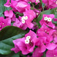 Red Bougainvillea with Trellis - Live Plant in a 3 Gallon Pot - Bougainvillea &