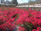 Red Bougainvillea with Trellis - Live Plant in a 3 Gallon Pot - Bougainvillea &