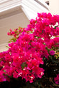 Red Bougainvillea with Trellis - Live Plant in a 3 Gallon Pot - Bougainvillea &