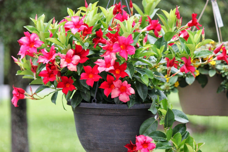 hanging plant red leaves Red Dipladenia Hanging Basket - Live Plant in a 10 Inch Hanging Pot