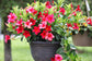Red Dipladenia Hanging Basket - Live Plant in a 10 Inch Hanging Pot - Mandevilla spp. - Florist Quality Flowering Vine for The Patio and Garden