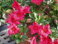 Red Dipladenia Hanging Basket - Live Plant in a 10 Inch Hanging Pot - Mandevilla spp. - Florist Quality Flowering Vine for The Patio and Garden