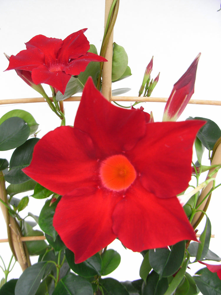 hanging mandevilla plant Red Dipladenia Hanging Basket - Live Plant in a 10 Inch Hanging Pot