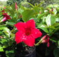 Red Dipladenia Hanging Basket - Live Plant in a 10 Inch Hanging Pot - Mandevilla spp. - Florist Quality Flowering Vine for The Patio and Garden