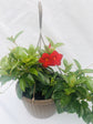 Red Dipladenia Hanging Basket - Live Plant in a 10 Inch Hanging Pot - Mandevilla spp. - Florist Quality Flowering Vine for The Patio and Garden