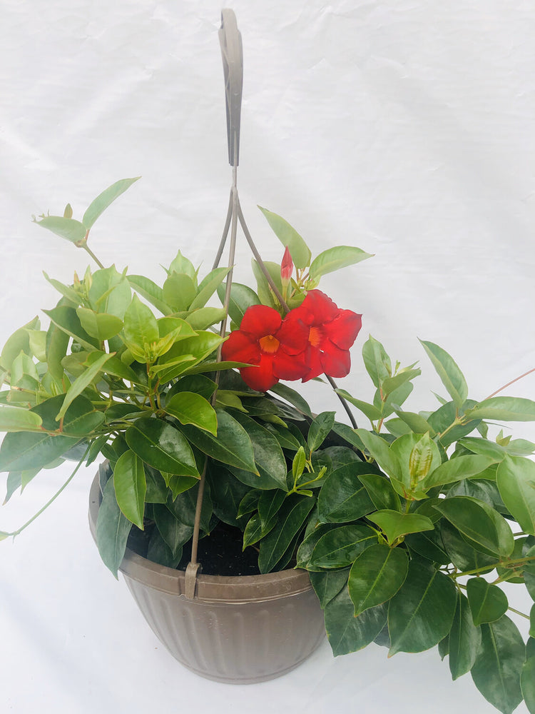 mandevilla hanging plant Red Dipladenia Hanging Basket - Live Plant in a 10 Inch Hanging Pot