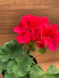 Red Geranium Flowers - Live Plant in a 4 Inch Growers Pot - Finished Plants Ready for The Patio and Garden